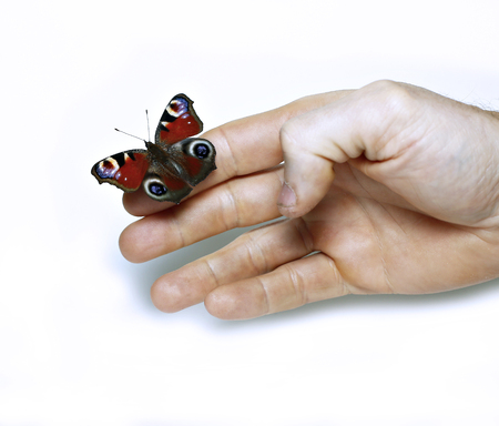 Peacock eye Butterfly on a hand isolated on white backgroundの写真素材
