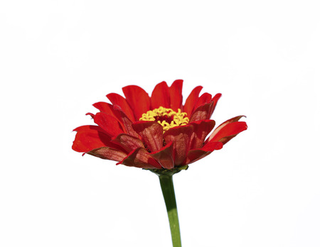 Bright beautiful red zinnia flower isolated on white backgroundの写真素材