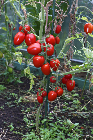 Red elongated tomatoes in a greenhouseの写真素材