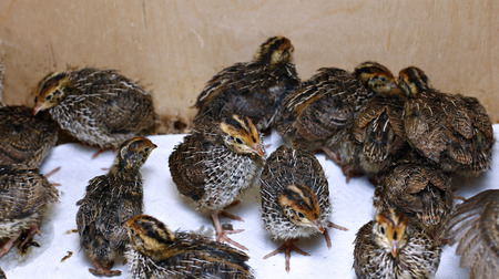 Many small chicks of the quail are running around fussily during feedingの写真素材