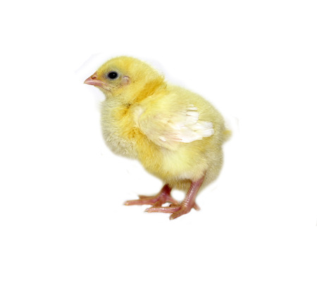 Nestling little yellow chick isolated on white backgroundの写真素材