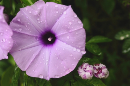 Purple flowers