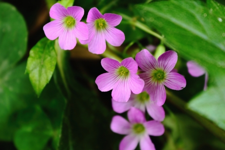 purple flowersの写真素材