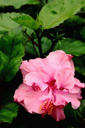 Pink flowerの写真素材
