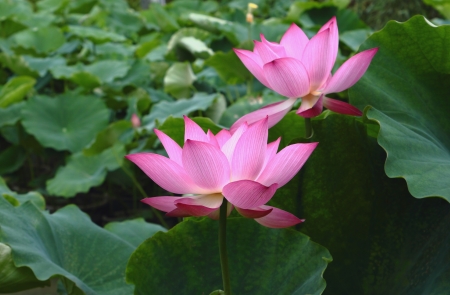 Beautiful lotusの写真素材