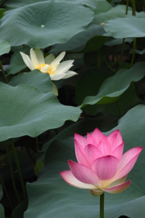 Beautiful lotusの写真素材