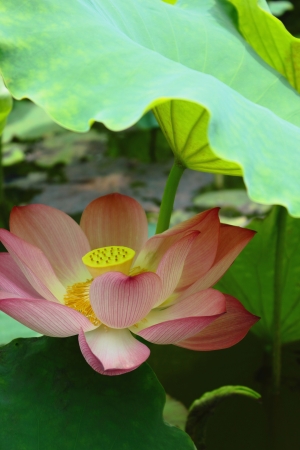 Beautiful lotusの写真素材