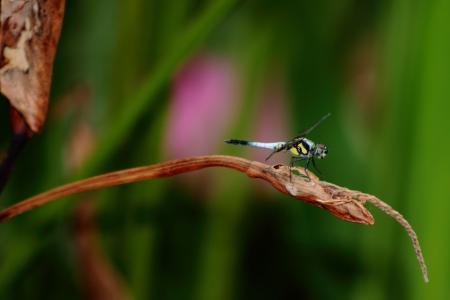 Dragonflyの写真素材