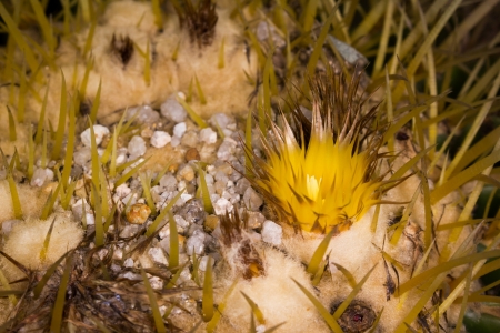 This is a flower of echinocactus cacti This picture was taken in xiamen botanical garden ,China Cactus often use their beautiful flowers to attract insects to do pollination for them in the barren deserts の写真素材