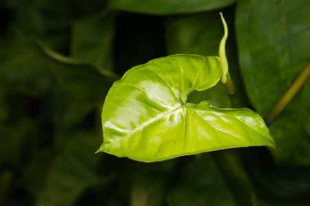 This picture was taken in xiamen botanical garden ,China の写真素材