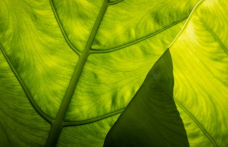This picture was taken in xiamen botanical garden ,China の写真素材