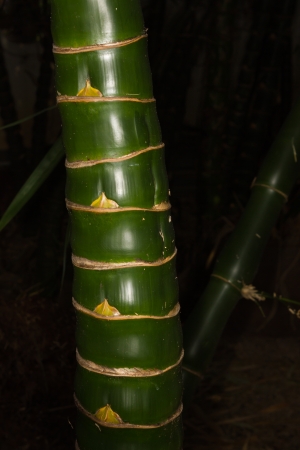 This picture was taken in xiamen botanical garden ,China の写真素材