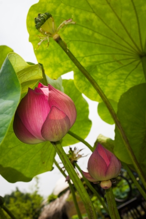lotus and leafの写真素材
