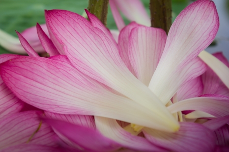 This picture was taken in xiamen Garden Expo Park の写真素材