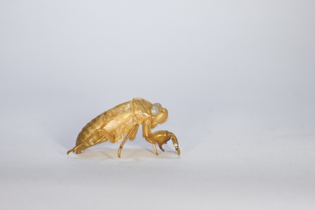 Small Cicada Slough