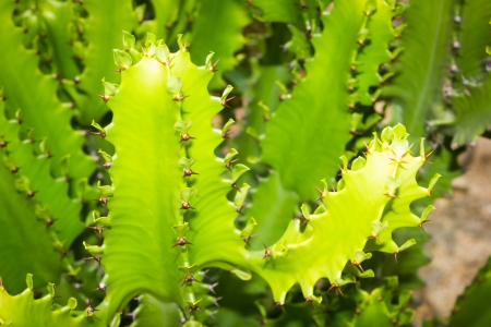 Verdant cactiの写真素材