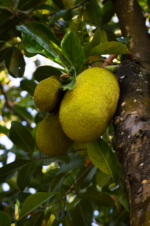 This is a photo of jackfruit tree, was taken in Yunnan, China.