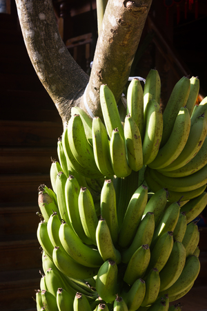 This is a photo of some bananas, was taken in Yunnan, China.の写真素材