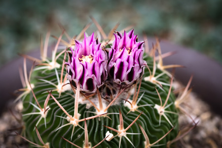 Close up to cactusの写真素材