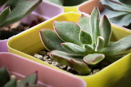 This is a photo of some kinds of succulent, was taken in Xiamen botanical garden, China.の写真素材