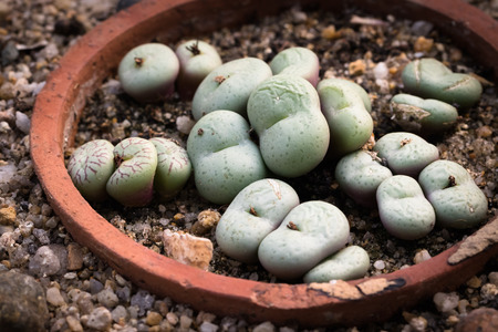 This is a photo of some kinds of succulent, was taken in Xiamen botanical garden, China.