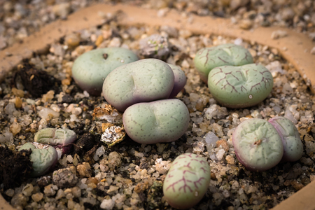 This is a photo of some kinds of succulent, was taken in Xiamen botanical garden, China.の写真素材