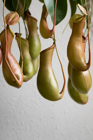nepenthes, was taken in Xiamen botanical garden, China.の写真素材