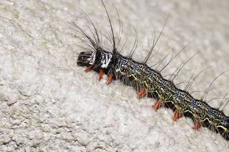 This is a photo of a caterpillar, was taken in XiaMen botanical garden, China.