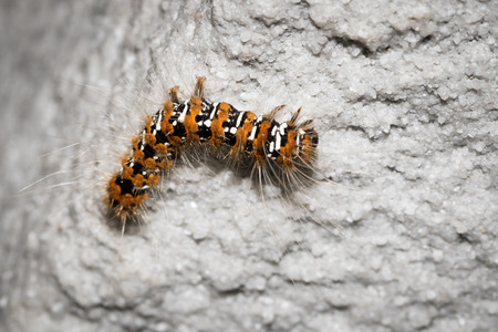 This is a photo of a caterpillar, was taken in XiaMen botanical garden, China.