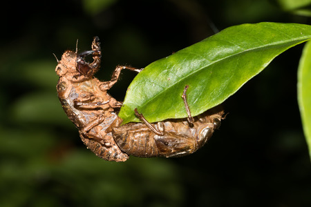This is a photo of some cicada slough, was taken in XiaMen exhibition garden, China.