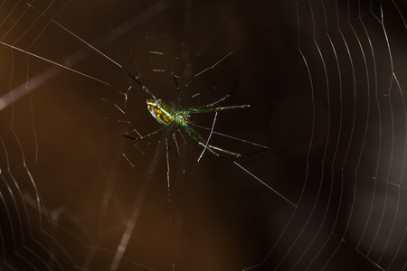 a spiderの写真素材