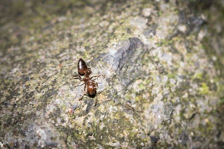 ant on stone