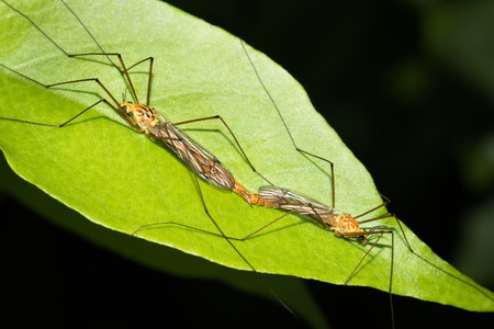 Close up photo of mosquitoesの写真素材