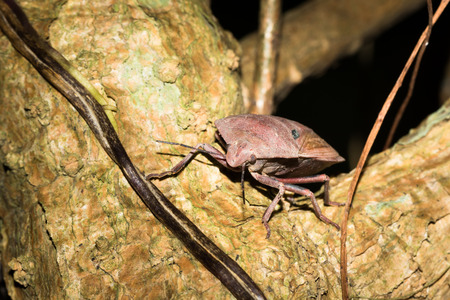 Close up to stinkbug
