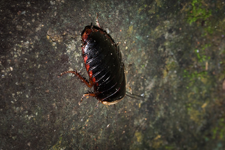 This is a photo of one kind of cockroach