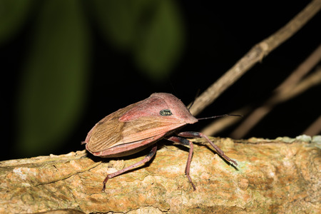 Close up to a stinkbugの写真素材