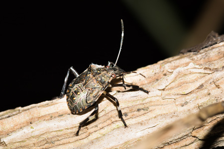 Close up to a stinkbug on a branch