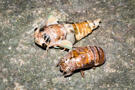 Close up to cicada and cicada slough