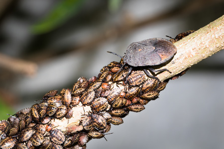 This is a photo of some stinkbug larvae, was taken in XiaMen botanical garden, China.