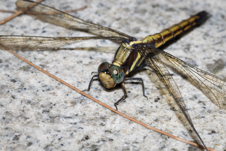This is a photo of a dragonflyの写真素材