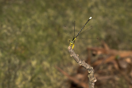 This is a photo of a damselfly