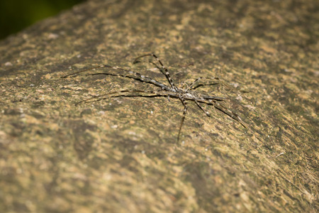 This is a photo of a spider
