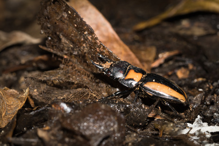 insect at XiaMen botanical garden, China.の写真素材