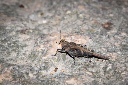 one kind of hopper, was taken in XiaMen botanical garden, China.の写真素材