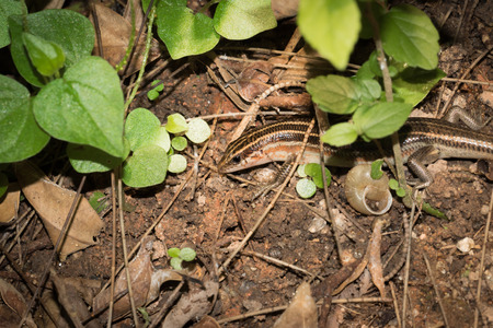 lizard close up in XiaMen botanical garden, China.