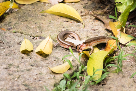 lizard in XiaMen botanical garden, China.