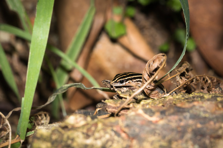 lizard in XiaMen botanical garden, China.の写真素材