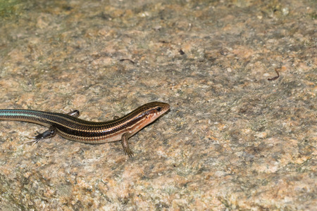 lizard in XiaMen botanical garden, China.