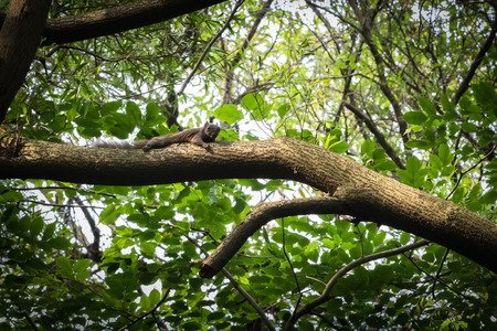 This is a photo of one kind of squirrel, was taken in XiaMen botanical garden, China.の写真素材