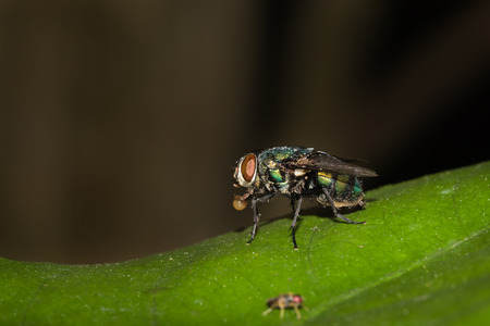 This is a photo of one kind of fly, was taken in XiaMen botanical garden, China.